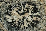 Polished Orbicular Granite Section - Western Australia #353171-1